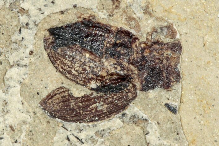 Fossil True Weevil (Curculionidae) Beetle - France #254573